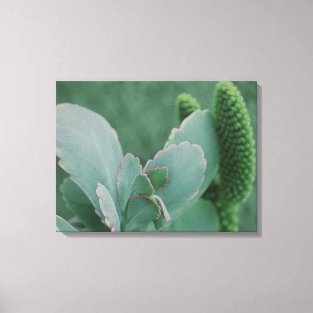 Lienzo Plantas del desierto (Anverso)