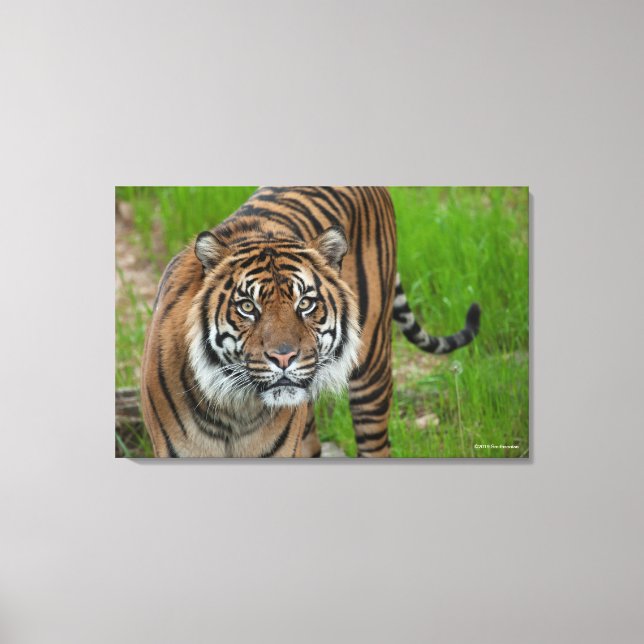 Lienzo plantilla (Anverso)