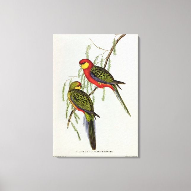 Lienzo Platycercus Icterotis (Anverso)
