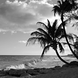 Wallpaper Cuadros Tropical Blanco Negro Zazzle Es For iPhone Free