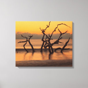 Lienzo Playa Driftwood al amanecer Jekyll Island Georgia