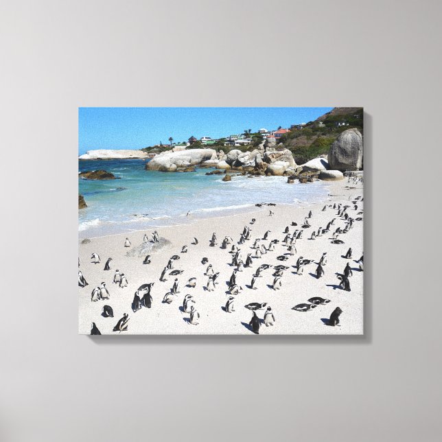 Lienzo Playa Penguins Boulders | Sudáfrica (Anverso)