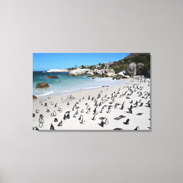 Lienzo Playa Penguins Boulders | Sudáfrica (Anverso)