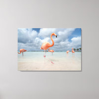Playas tropicales | Playa Flamingos, Aruba