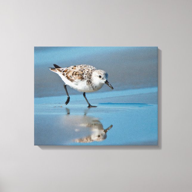 Lienzo Playerito Arenero (Calidris Albe) Alimentándose En (Anverso)