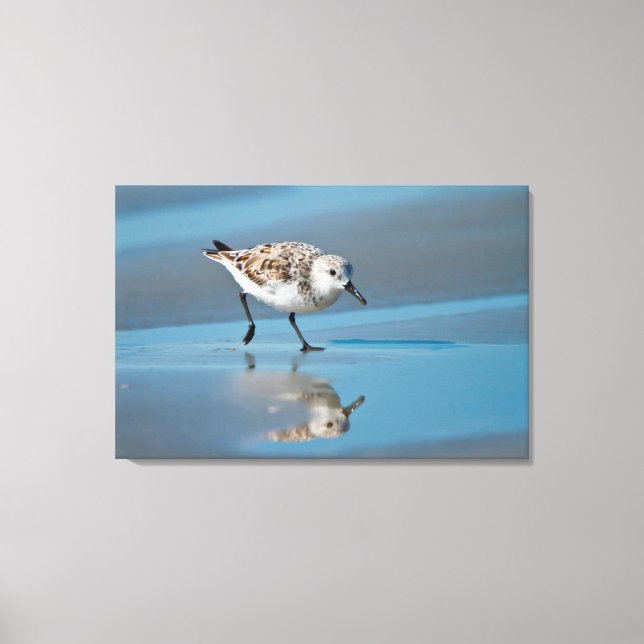 Lienzo Playerito Arenero (Calidris Albe) Alimentándose En (Anverso)