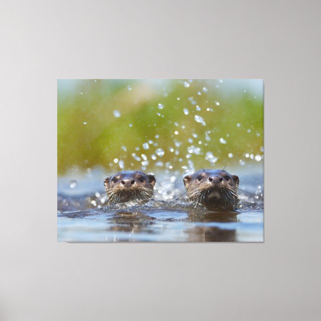 Lienzo Playful Otters Popping Up Water Splash (Anverso)