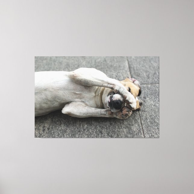 Lienzo Playful White Dog Lying on Back Hiding Face with P (Anverso)