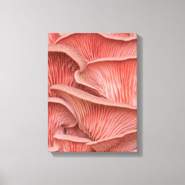 Lienzo pleurotes roses (Anverso)