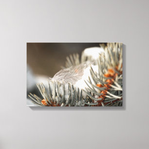 Lienzo Pluma Gris En Rama Evergreen Nevada