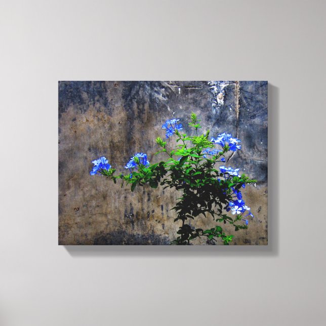 Lienzo Plumbago azul (Anverso)