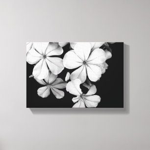 Lienzo Plumbago blanco y negro