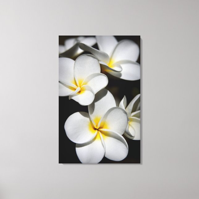 Lienzo Plumeria (Anverso)