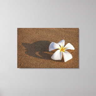 Lienzo Plumeria en playa de arena, Maui, Hawái, EE. UU.
