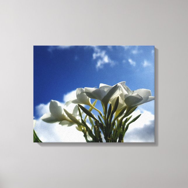 Lienzo Plumeria floreciente contra un cielo radiante (Anverso)