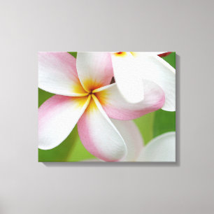 Lienzo Plumeria Frangipani Hawaii Flor en blanco personal