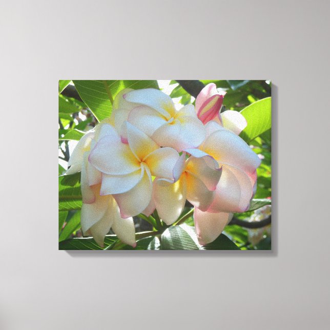 Lienzo Plumeria hawaiana (Anverso)