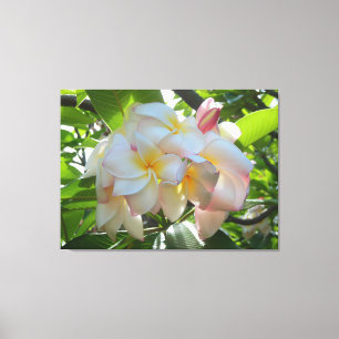 Lienzo Plumeria hawaiano