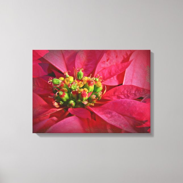 Lienzo Poinsettia en rojo (Anverso)