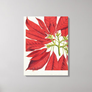 Lienzo Poinsettia Pulcherrima (litho del color)