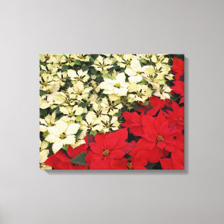 Lienzo Poinsettias blancas y rojas con flores