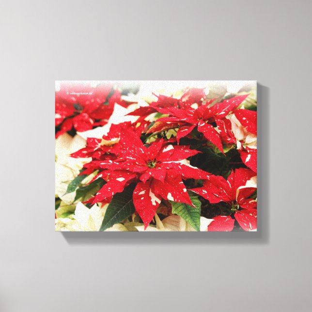 Lienzo Poinsettias florales blancas rojas festivas (Anverso)
