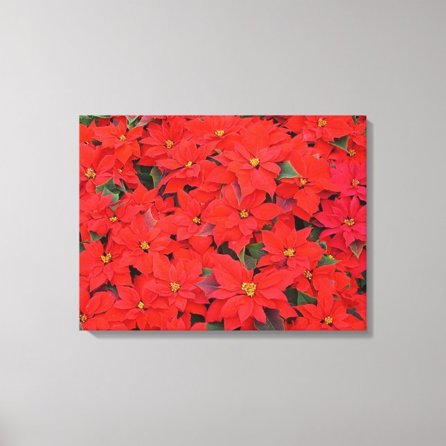 Lienzo Poinsettias rojas Navidad la foto floral navideña (Anverso)