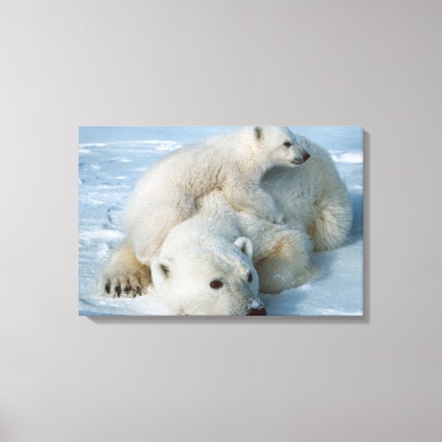 Lienzo Polar_Bear_con_Cubo (Anverso)