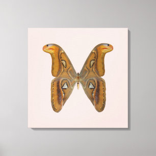 Lienzo Polilla Atlas