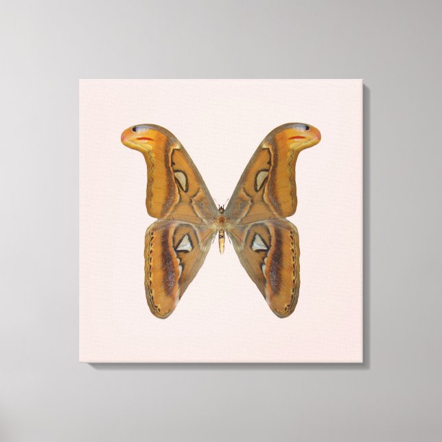 Lienzo Polilla Atlas (Anverso)