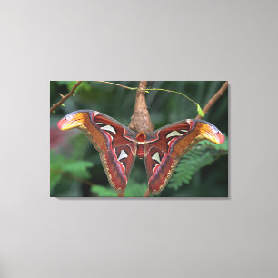 Lienzo Polilla de atlas
