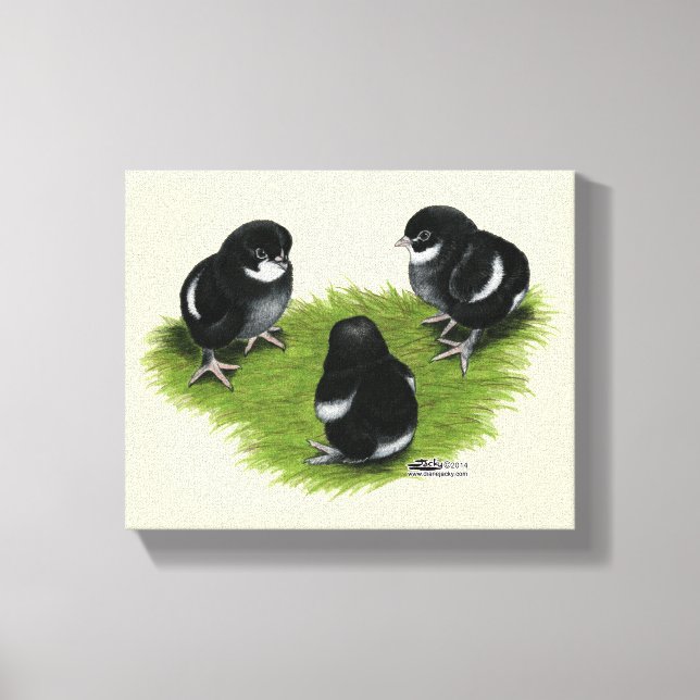 Lienzo Pollitos de Marans Negro Cobre (Anverso)