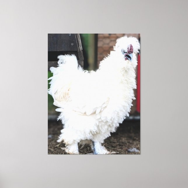 Lienzo Pollo Blanco Esponjoso al Aire Libre (Anverso)