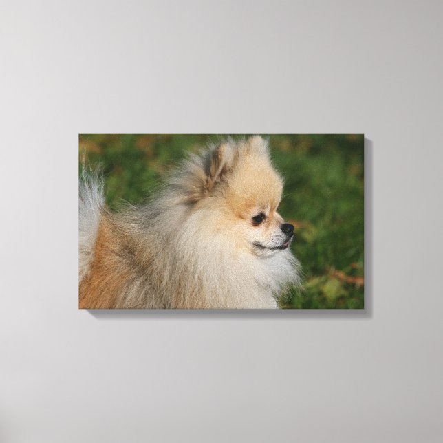 Lienzo Pomerania Captura de pantalla 2 (Anverso)