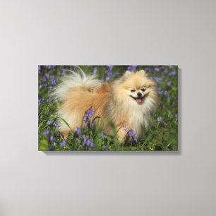 Lienzo Pomeranian que mira la cámara en los Bluebells
