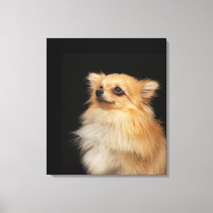 Lienzo Pomeranian que mira para arriba en negro