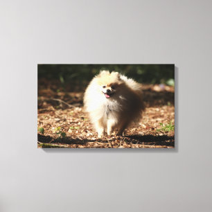 Lienzo Pomeranian que trota en las hojas caidas