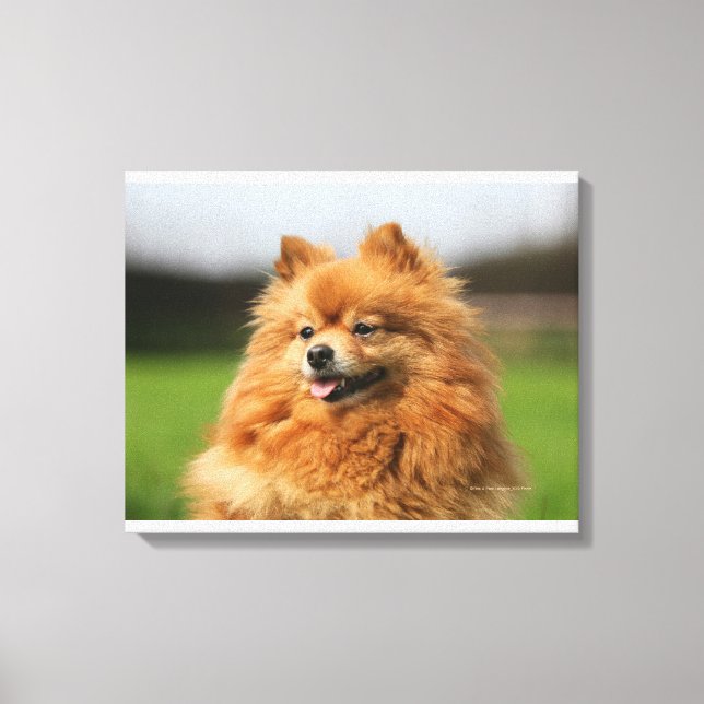 Lienzo Pomeranian Watching (Anverso)