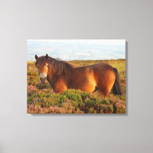 Lienzo poni de Exmoor, caballo, Somerset, Inglaterra