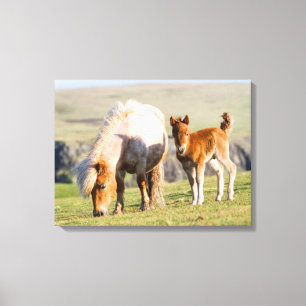 Lienzo Poni de Shetland en pastizal cerca de acantilados