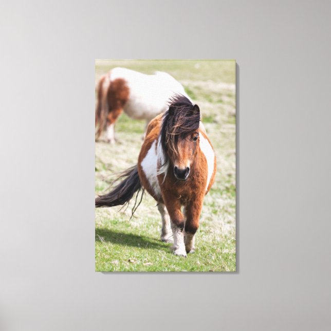 Lienzo Poni de Shetland, Islas Shetland, Escocia (Anverso)