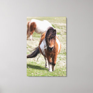 Lienzo Poni de Shetland, Islas Shetland, Escocia