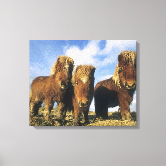 Lienzo Poni de Shetland, tierra firme de las Islas Shetla (Anverso)