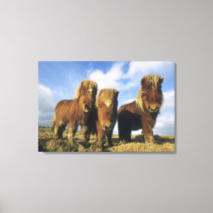 Lienzo Poni de Shetland, tierra firme de las Islas Shetla
