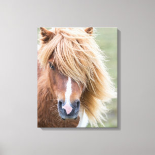 Lienzo Poni Shetland en la isla de Unst