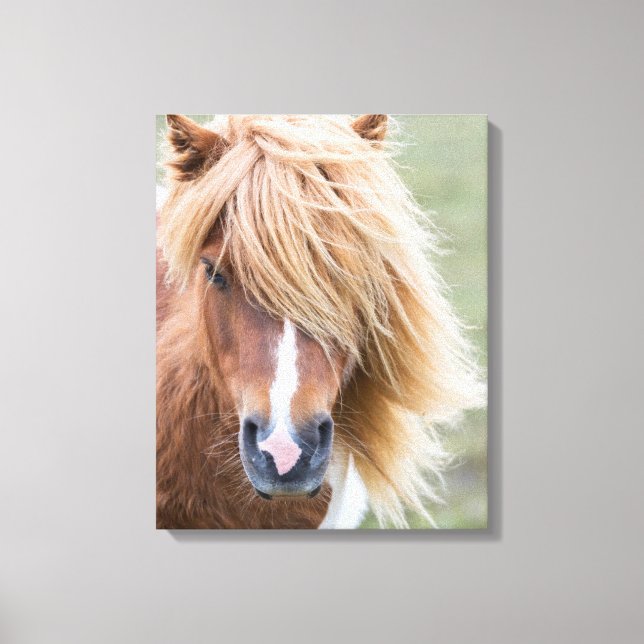 Lienzo Poni Shetland en la isla de Unst (Anverso)