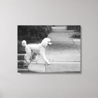 Lienzo Poodle