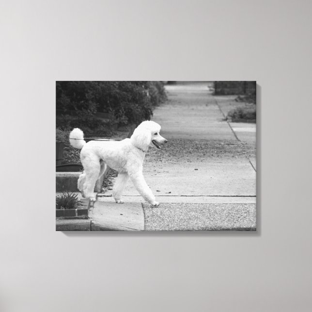 Lienzo Poodle (Anverso)