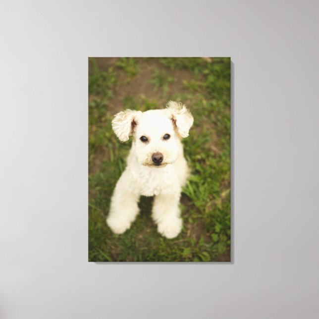 Lienzo Poodle (blanco) (Anverso)