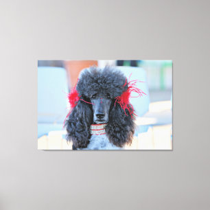 Lienzo Poodle Day 2016 - Phoebe - Standard Poodle